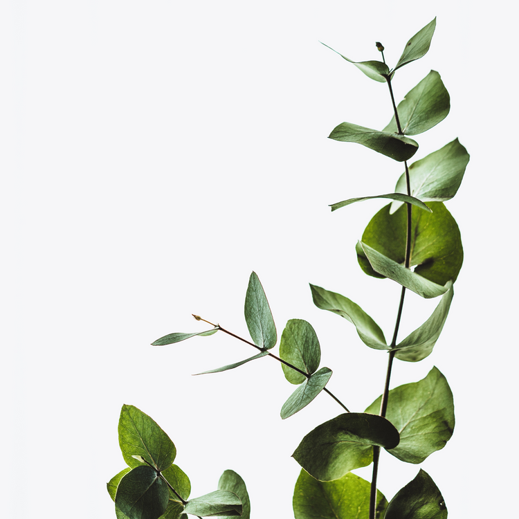 Eucalyptus