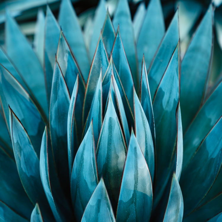 Agave