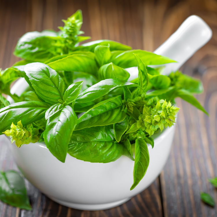 Basil