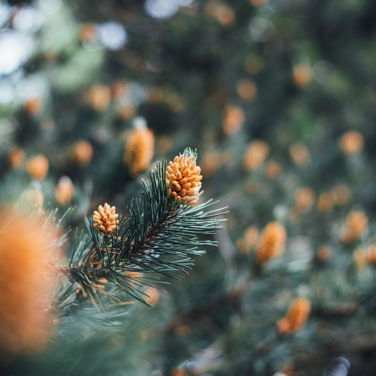 Cypress & Fir