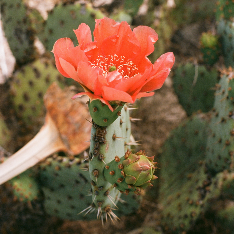 Cactus Flower