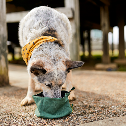 For the Furry Friend